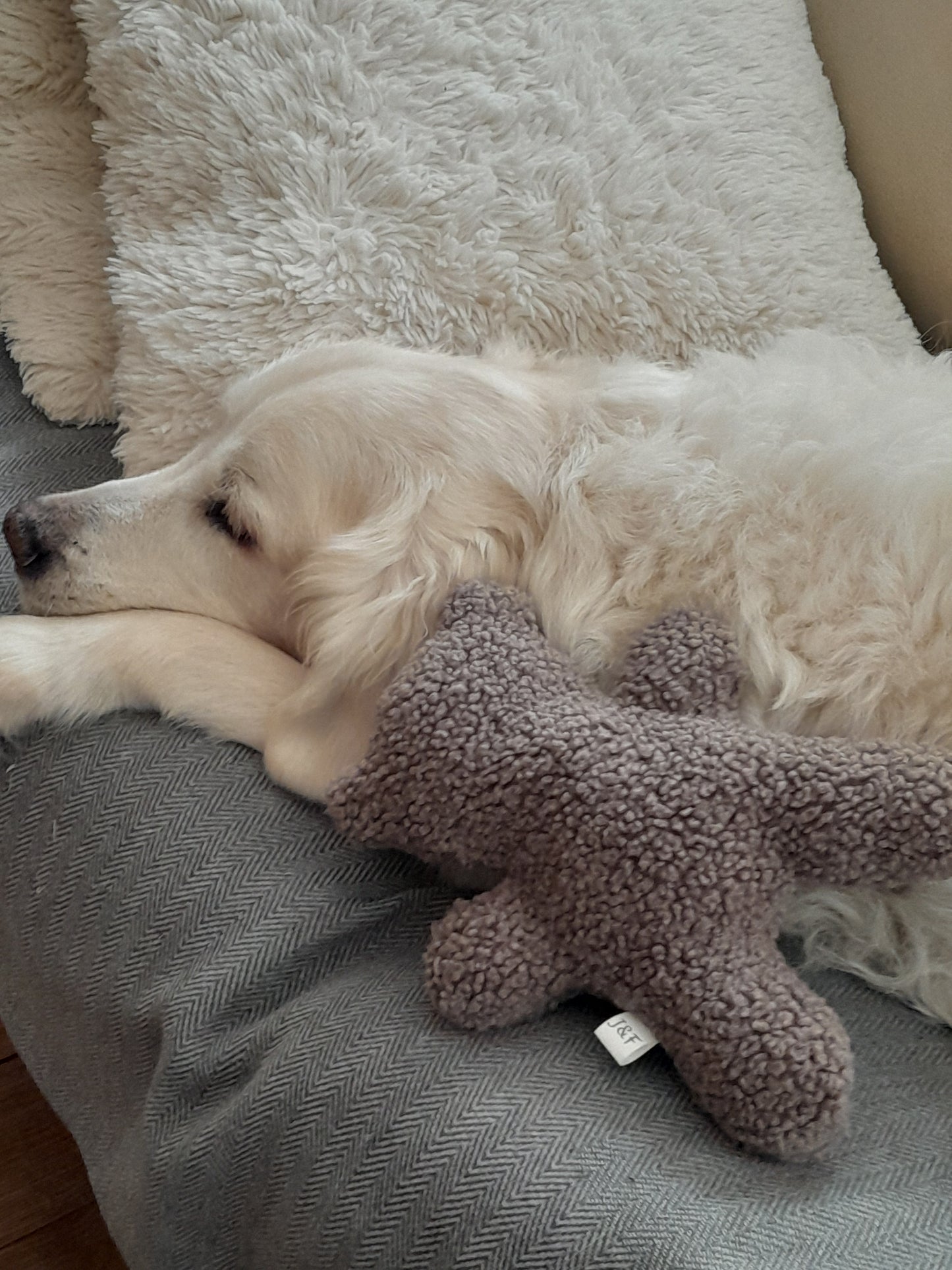 Judith & Florent Teddybeer – Zacht pluchen vriendje voor je hond