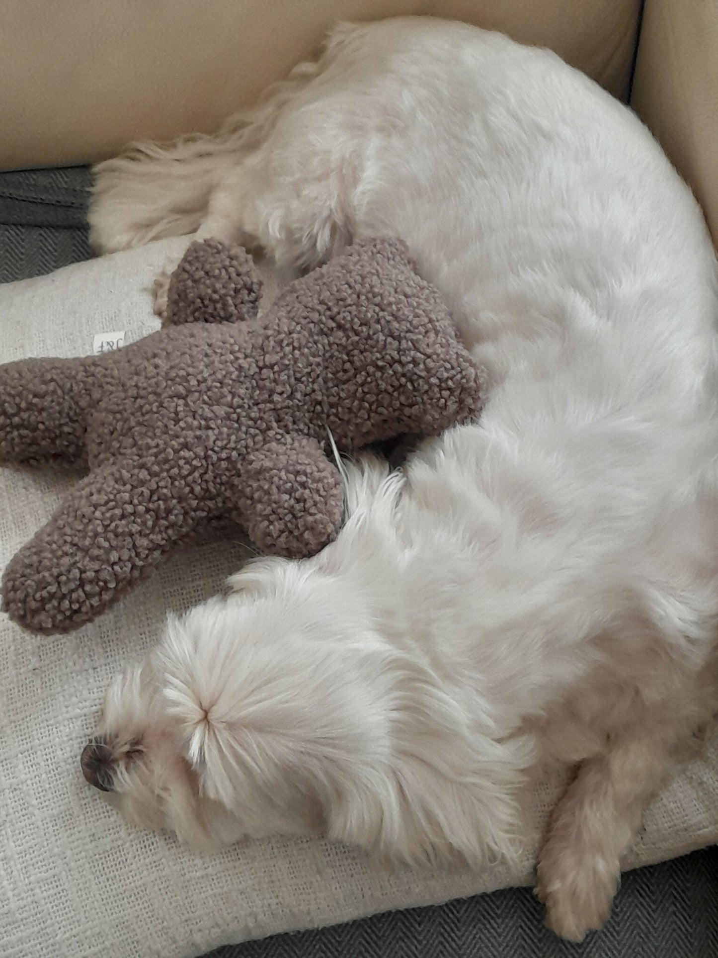 Judith & Florent Teddybeer – Zacht pluchen vriendje voor je hond