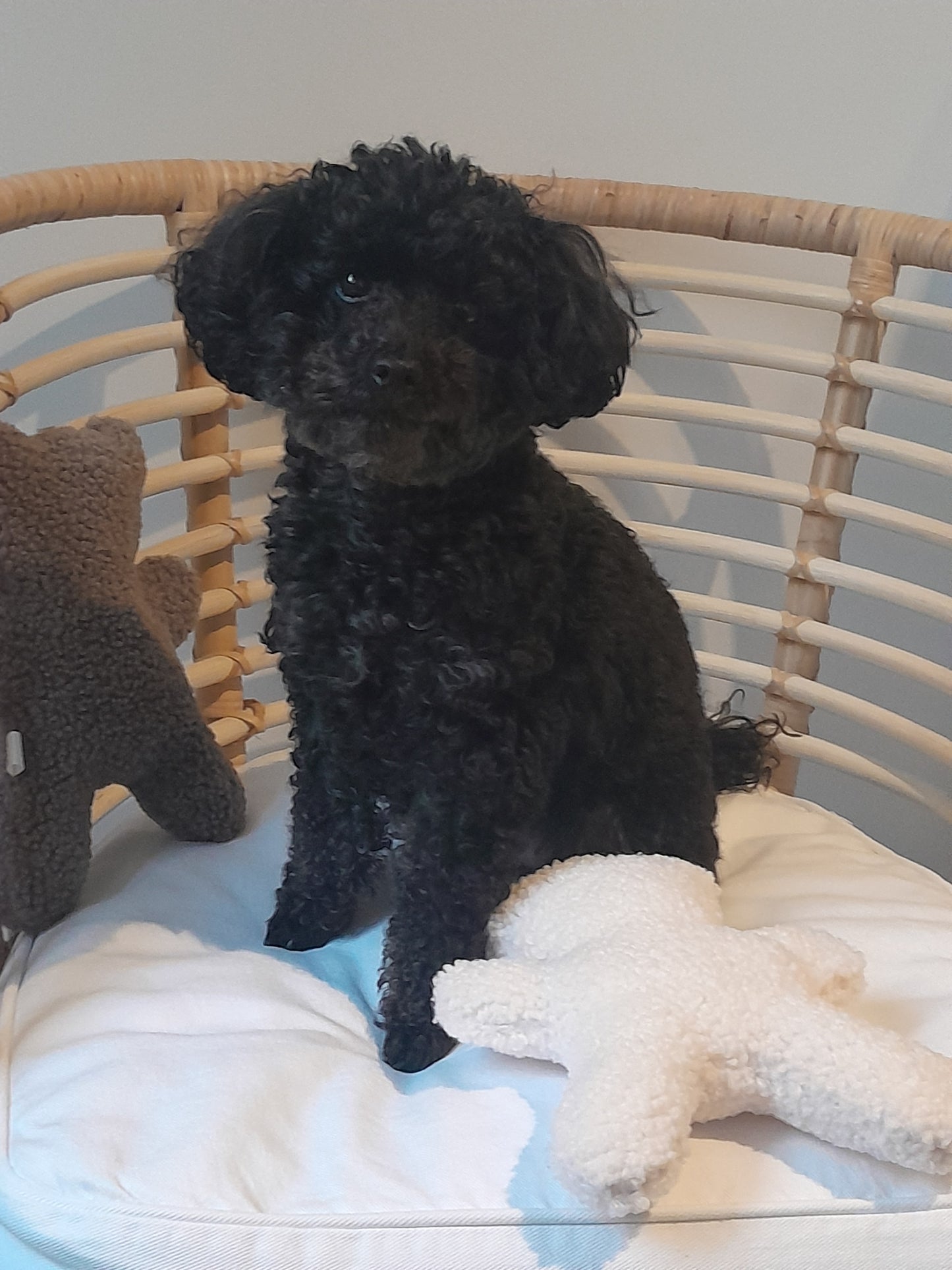 Judith & Florent Knuffelbeer Teddy – Bruin- Zacht pluchen vriendje voor je hond