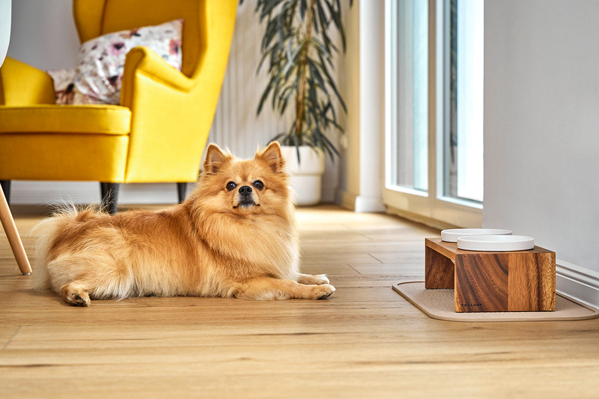 Verhoogde voerbak hond dubbel – Gohan - Met keramische bakjes en houten standaard