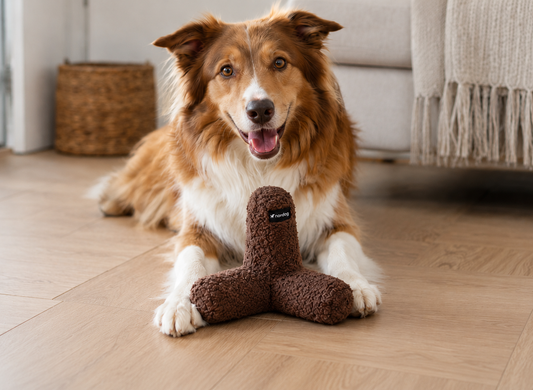 Hond speelt met Nordog KATA hondenspeeltje in Chocolate