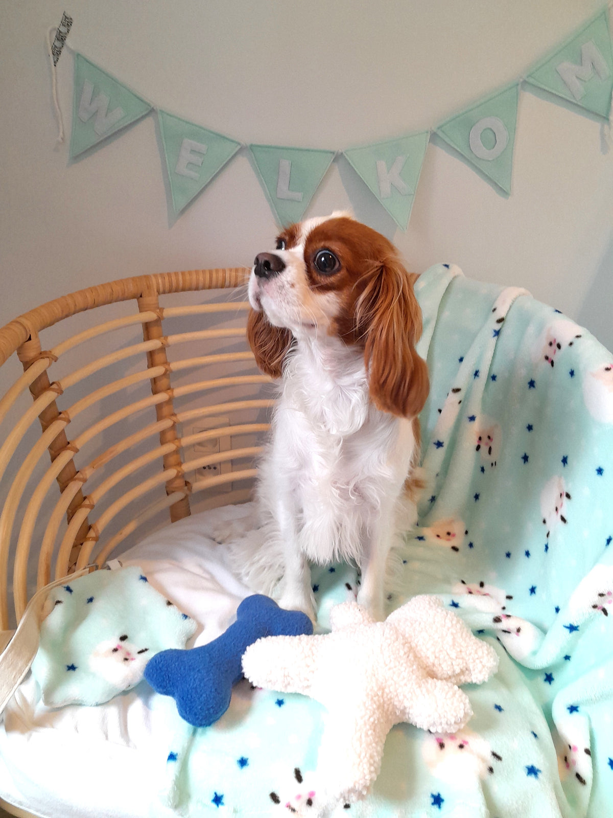 Judith & Florent puppypakket voor nieuwe pups