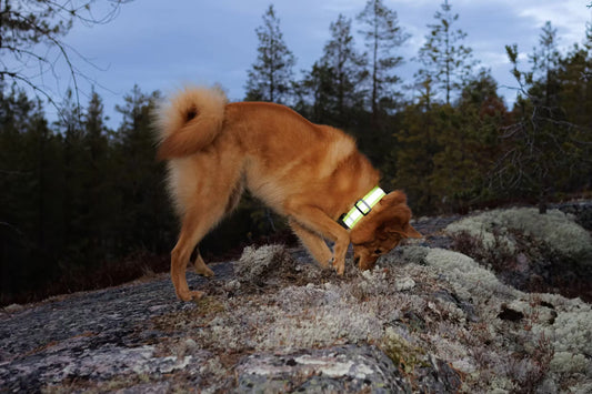 Rukka Pets - Reflecterende halsband