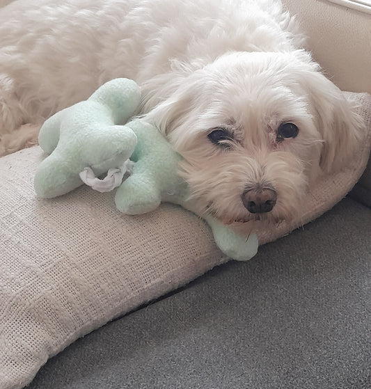 Hond rust met zijn hoofd op de Judith & Florent knuffelketting Mint