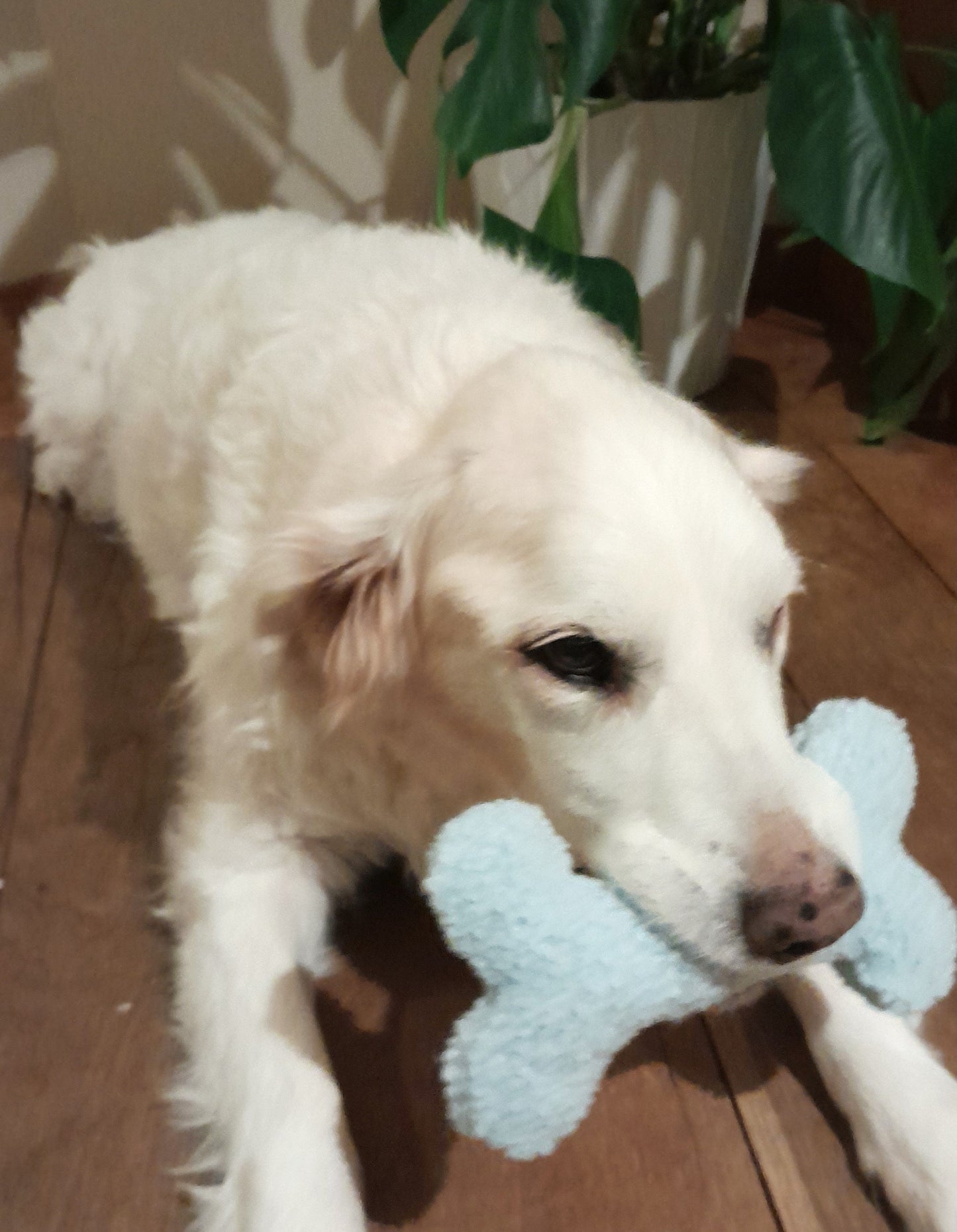 Judith & Florent Teddybot - Pluchen hondenspeeltje – Zacht teddystof blauw