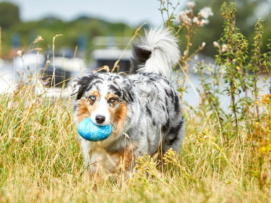 Wolters kauwspeeltje voor honden van natuurlijk rubber in blauw