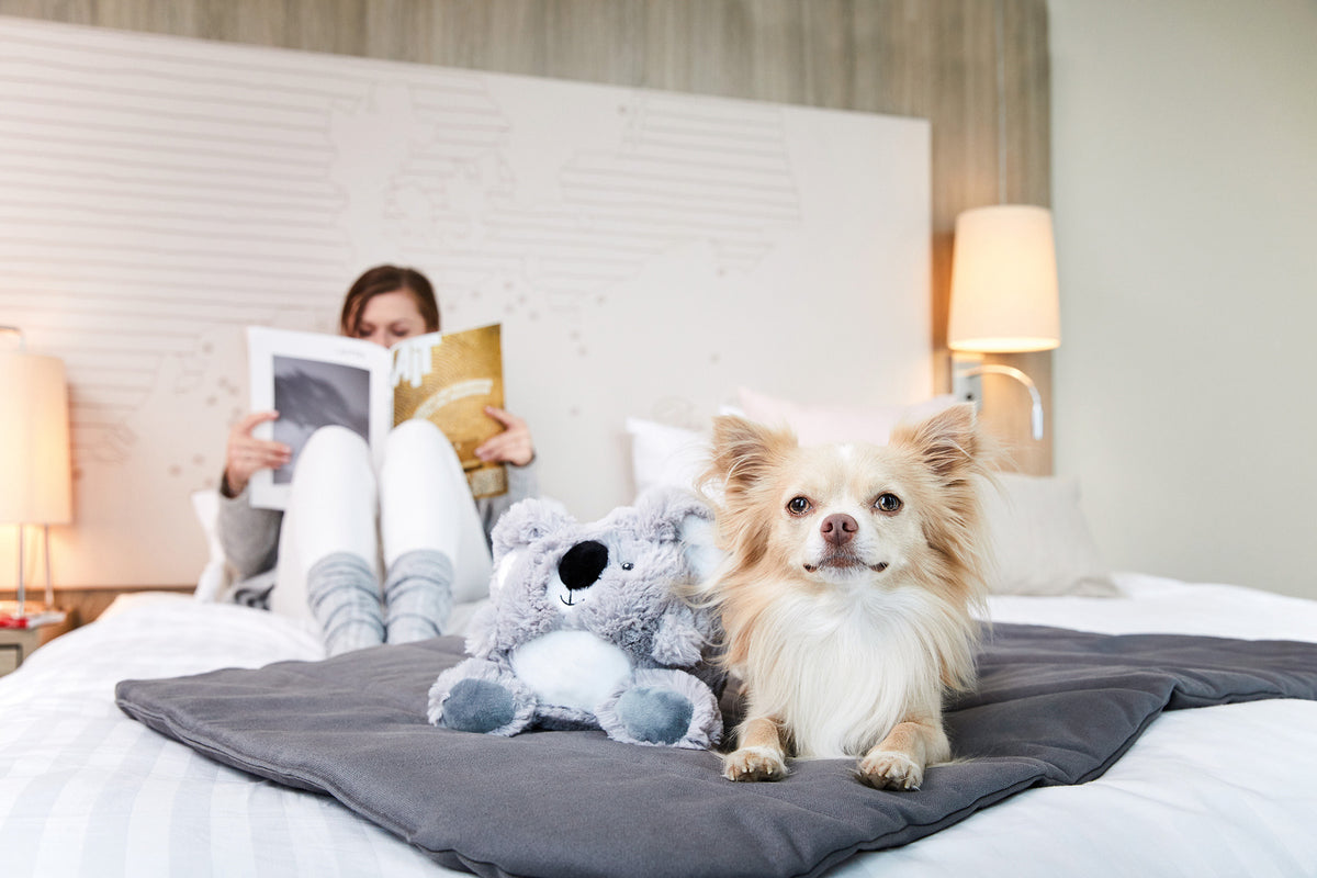 Zachte koala knuffel van Wolters voor honden