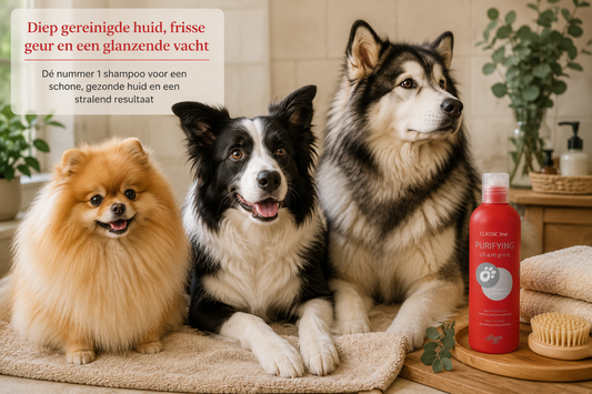 Nogga – Purifying shampoo