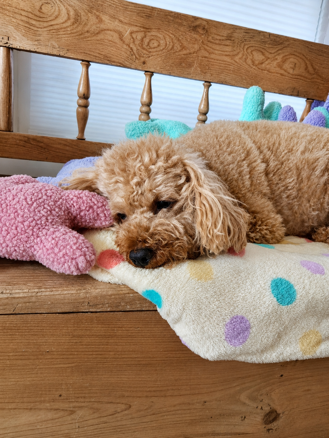 Hond geniet van het J&F Lentefleece dekentje met pastel stippen