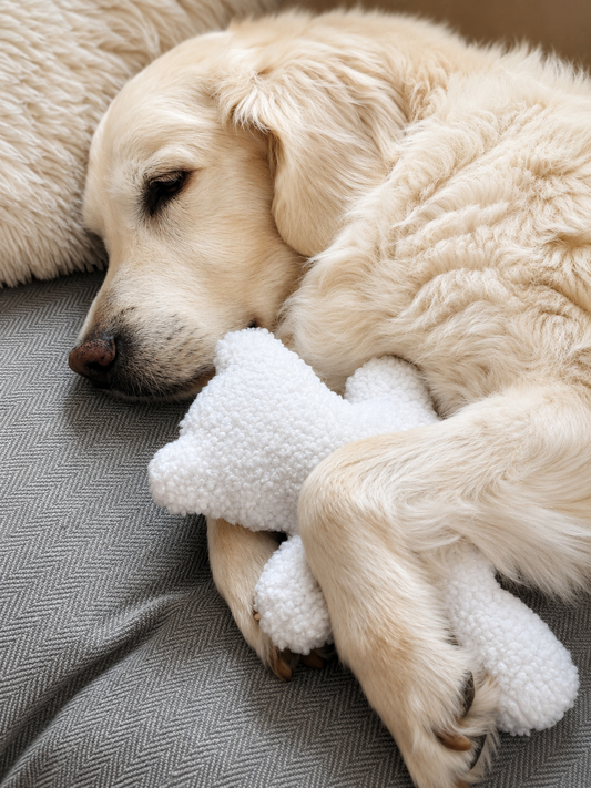 Hond knuffelt met een zachte teddybeer van Judith & Florent