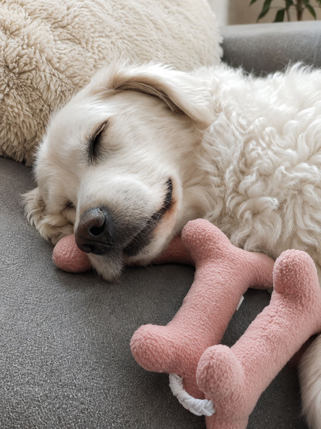 Hond slaapt met de Blossom knuffelketting van Judith & Florent