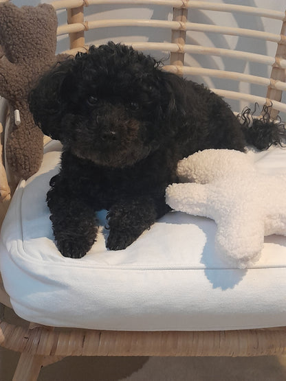 Judith & Florent Knuffelbeer Teddy – Champagne - Zacht pluchen vriendje voor je hond