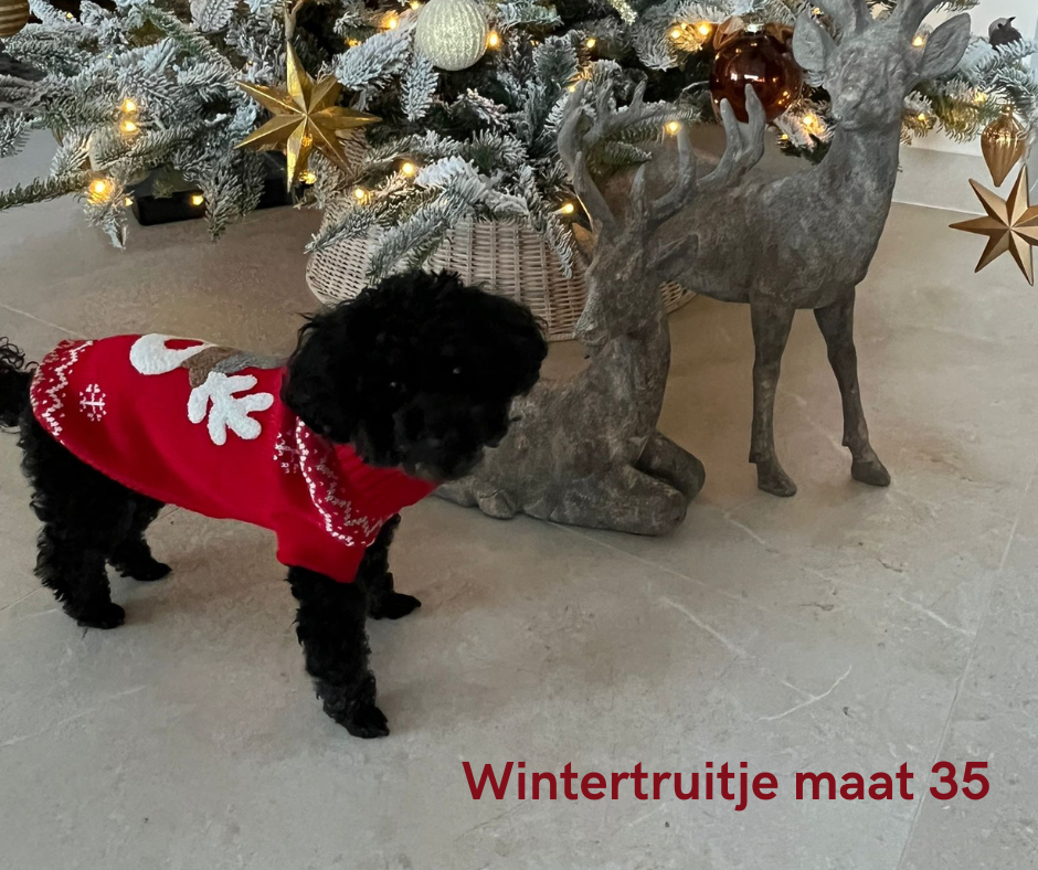 Rudi hondenpullover – Warme trui voor kleine en middelgrote honden