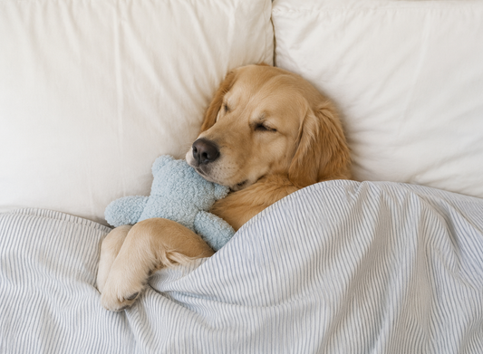 Zachte teddybeer voor honden om te knuffelen en te dragen