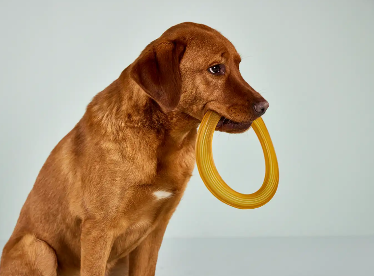 Pure Nature frisbee voor honden om te apporteren en spelen