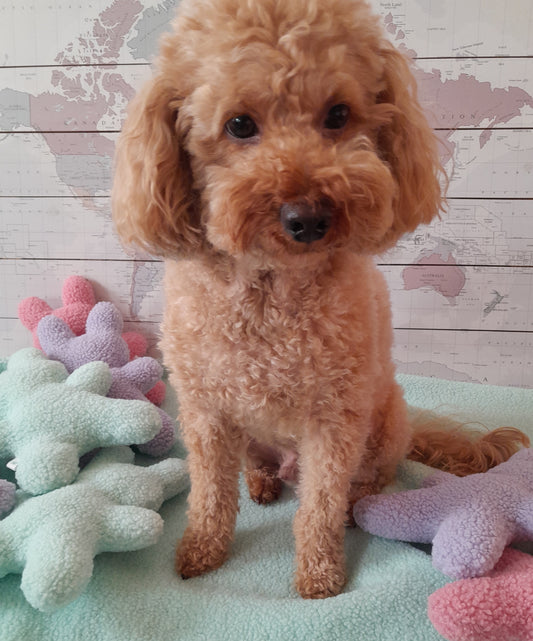 Hond knuffelt met een zachte hondenknuffel van J&F zonder piep