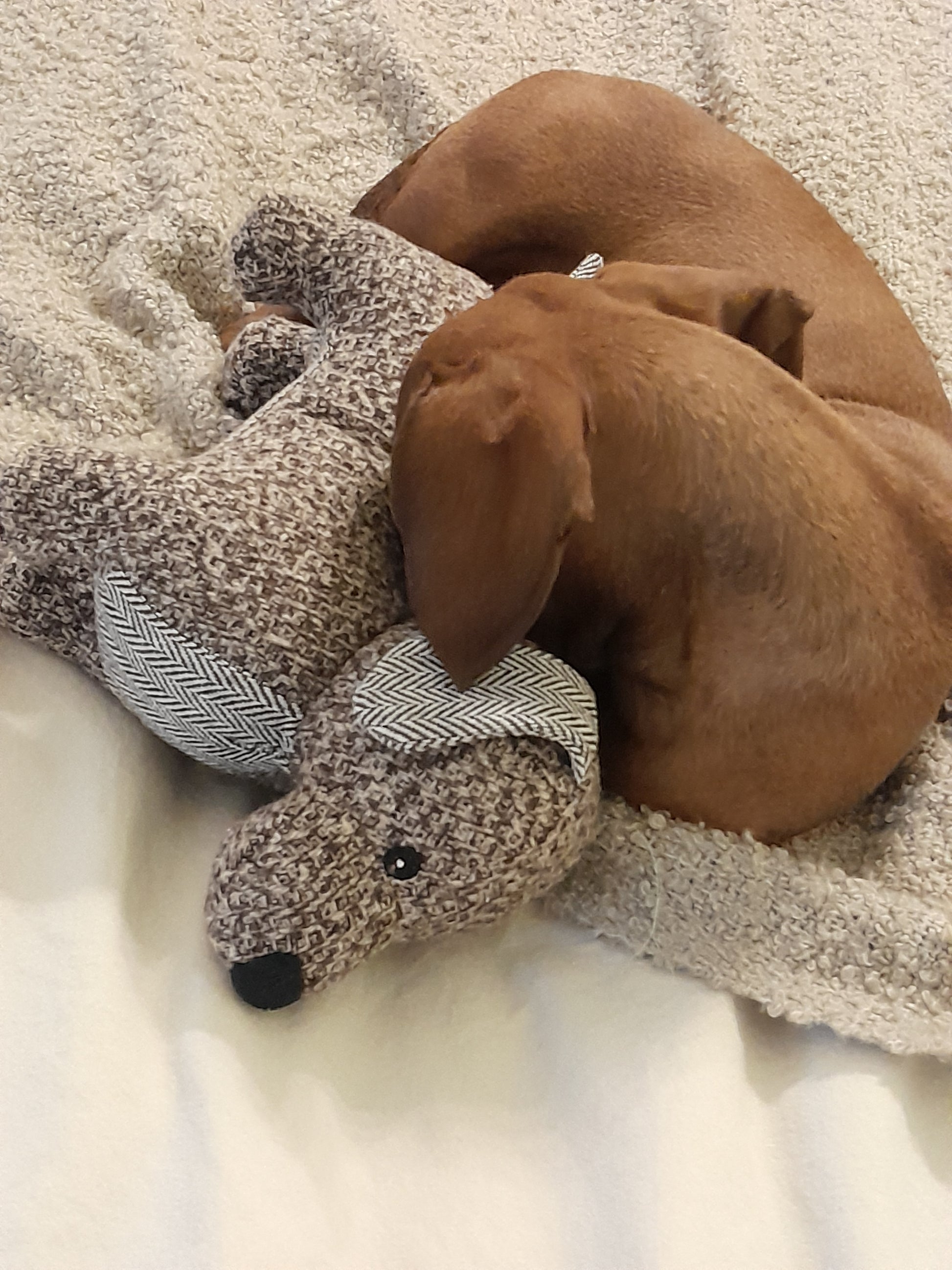 Hond knuffelt met de Nordog teckel knuffel