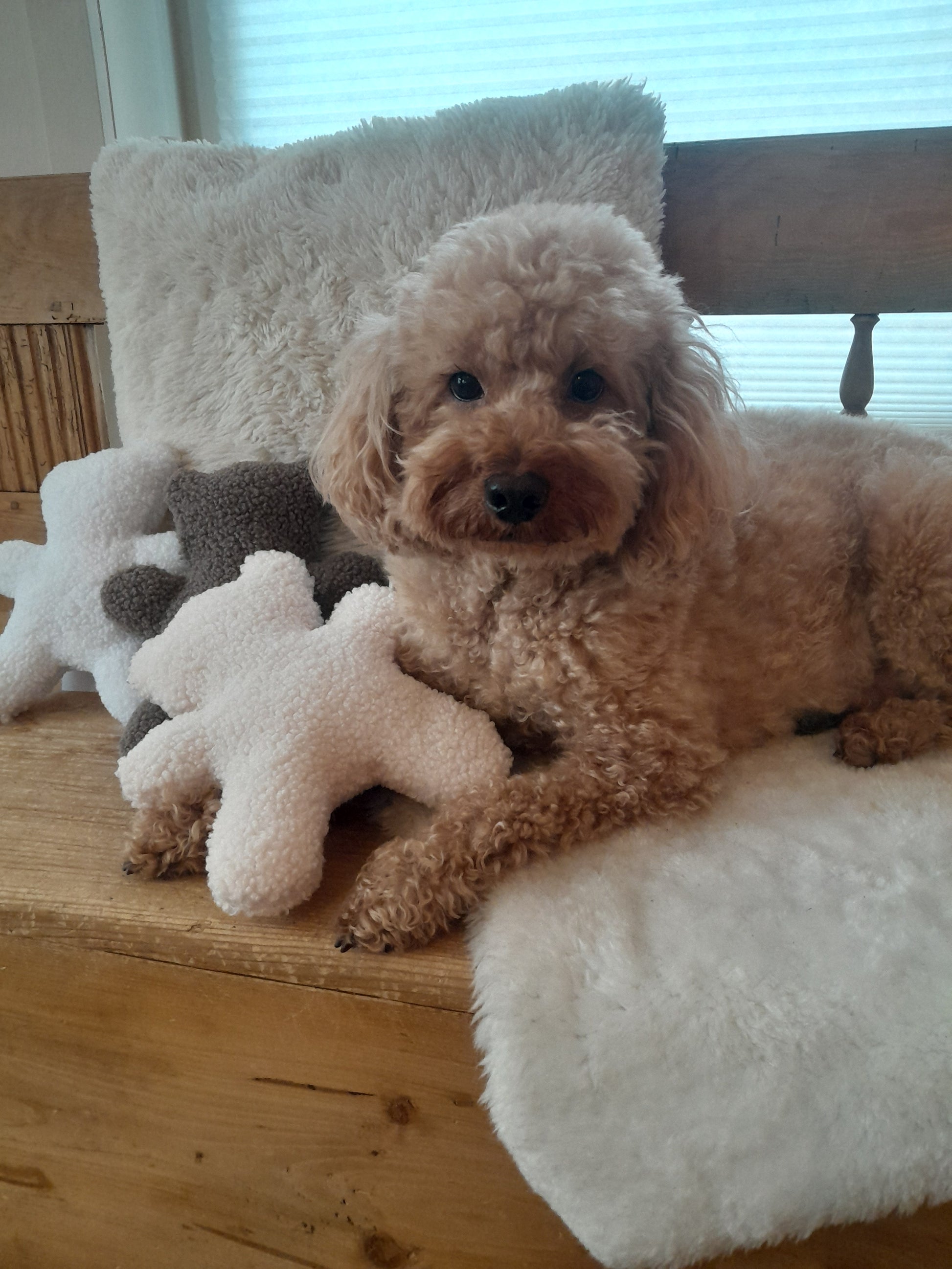 Hond met een champagnekleurige teddybeer knuffel van Judith & Florent