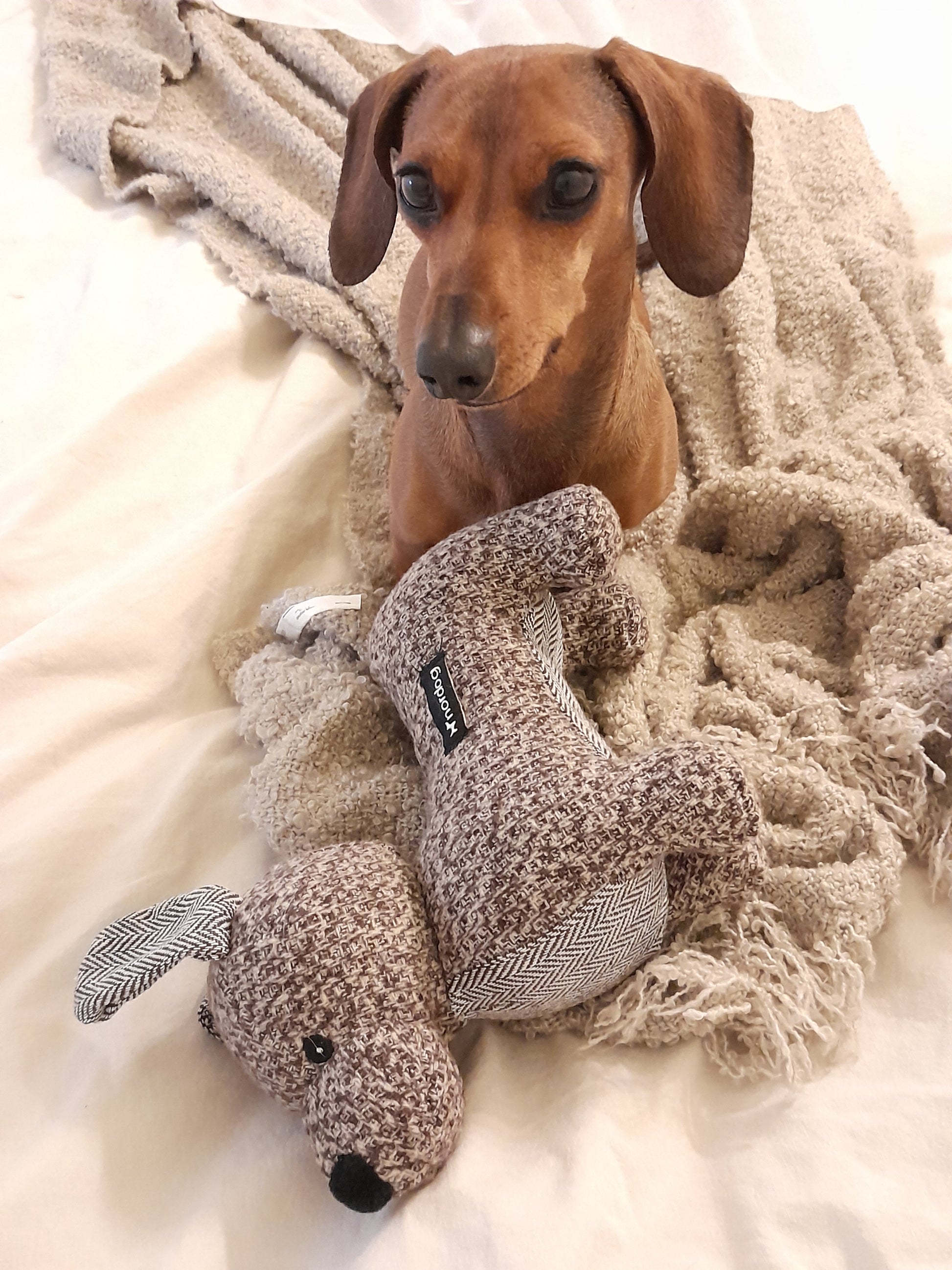 Hond speelt met het Nordog teckel hondenspeeltje