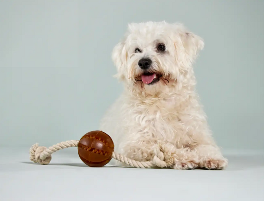 Pure Nature kauwspeeltje van natuurrubber en touw voor honden