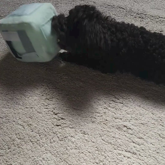 intelligentiespel voor honden