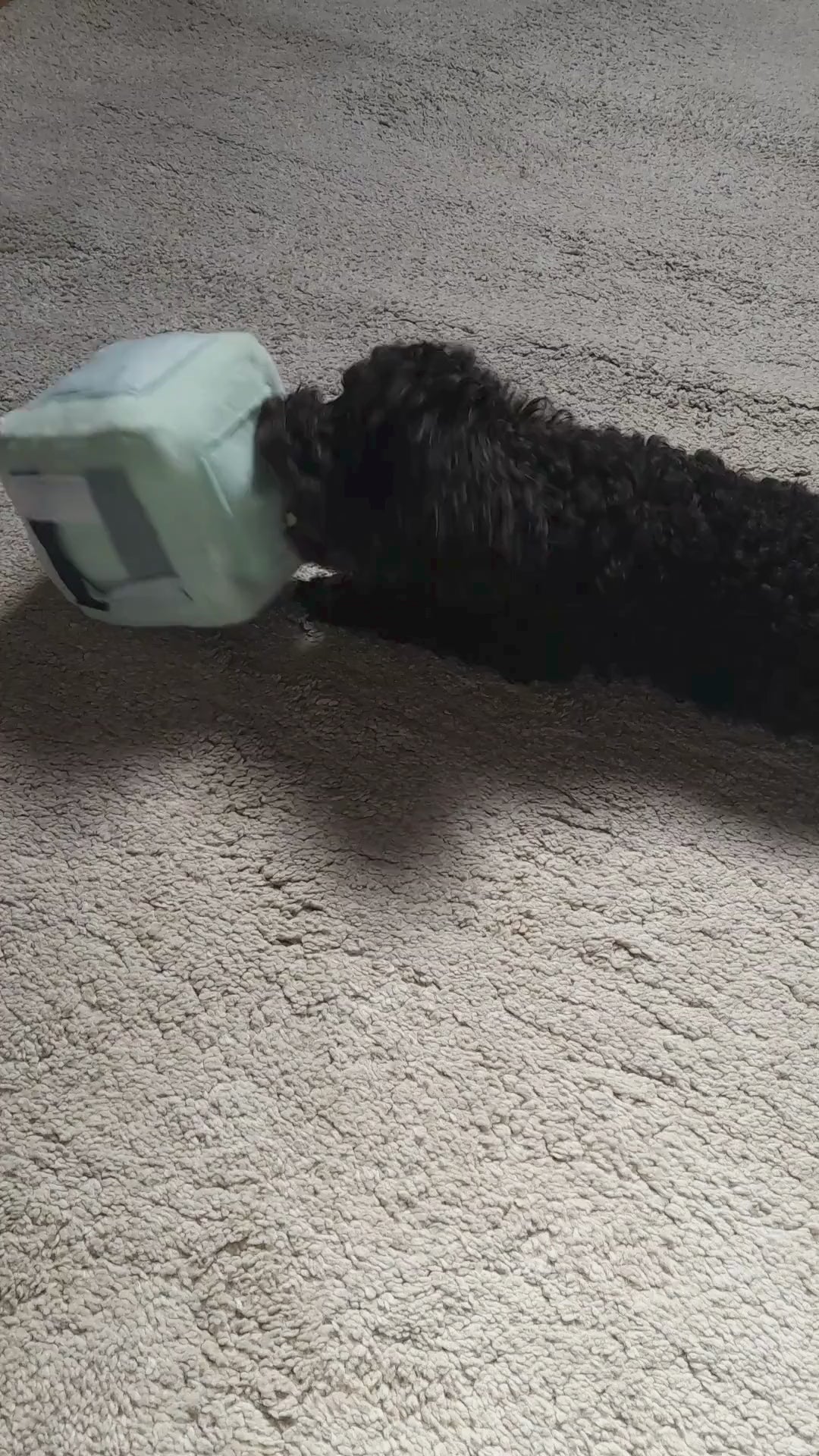 intelligentiespel voor honden
